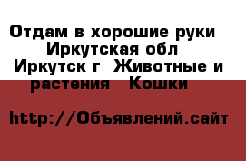 Отдам в хорошие руки - Иркутская обл., Иркутск г. Животные и растения » Кошки   